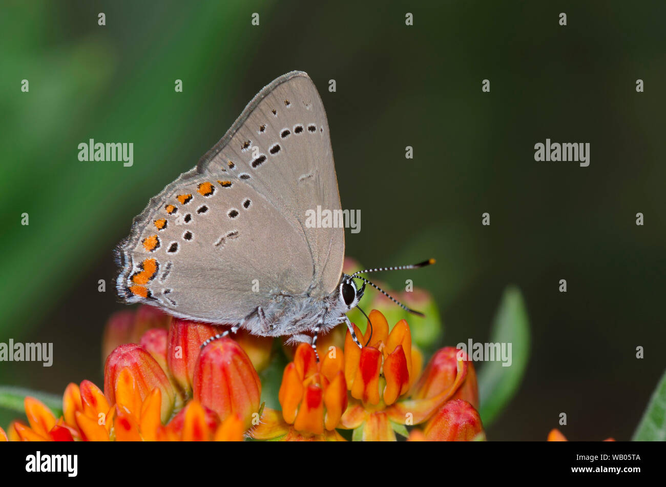 Coral Hairstreak, Satyrium tito, nectaring da orange milkweed, Asclepias tuberosa Foto Stock