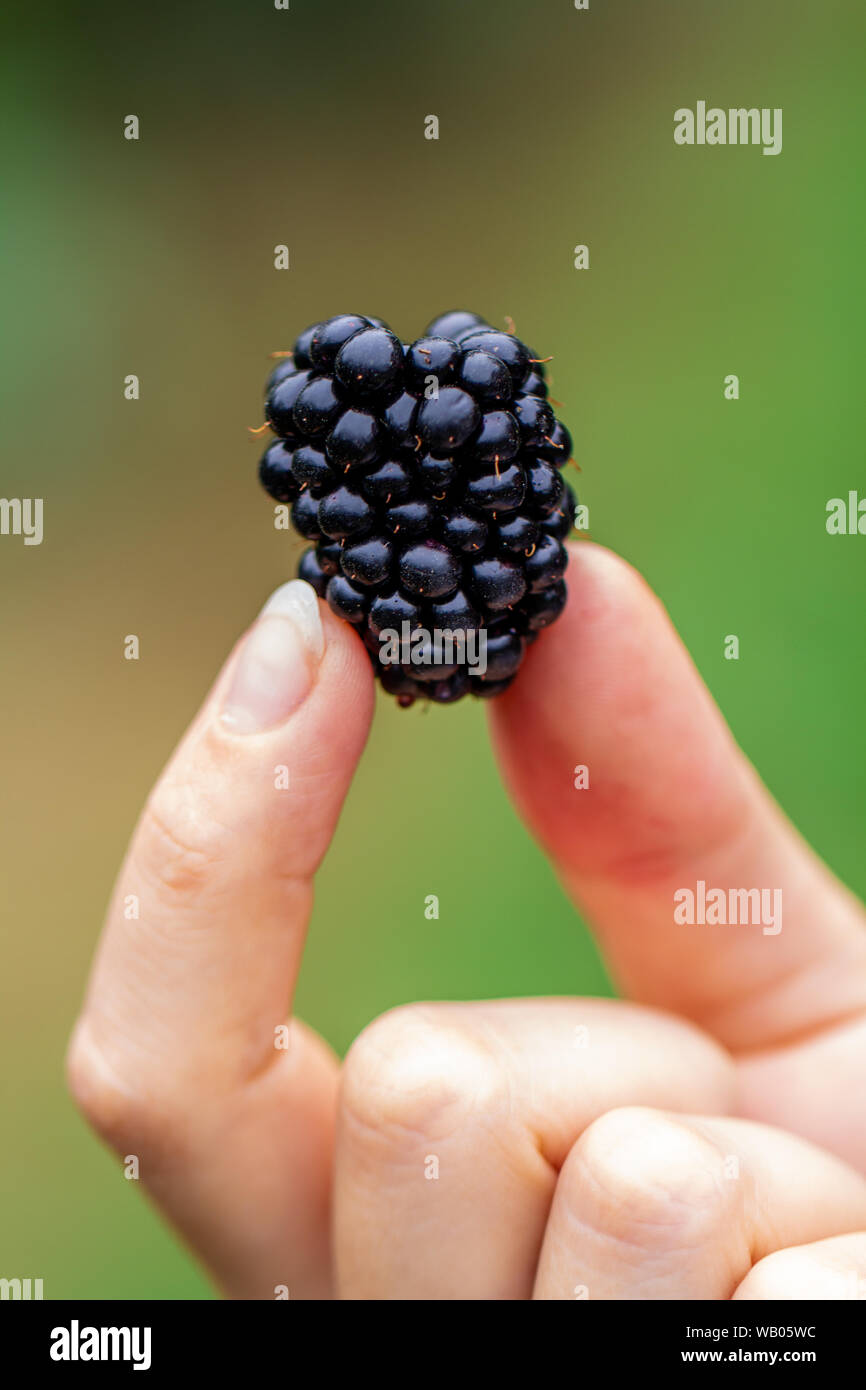 In possesso di una bacca nera in una mano Foto Stock