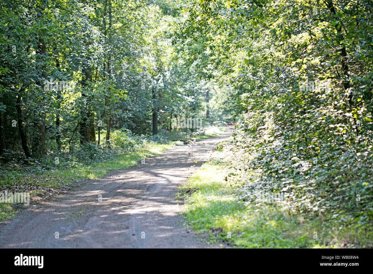 Camminando sulla foresta strada vecchia natura scape nord Germania cinquanta megapixel dorsten Foto Stock