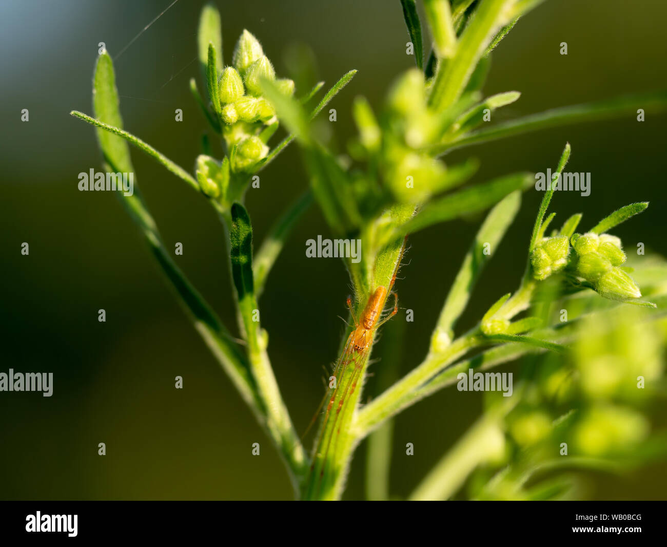 Colore arancio con ganasce lunghe Orbweaver Spider, Tetragnatha, sul gambo di pianta. L'Italia. Foto Stock