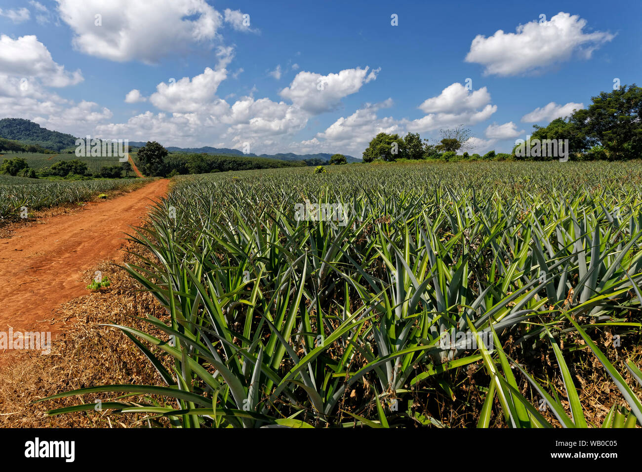La piantagione di Ananas, Chiang Rai, Thailandia Foto Stock