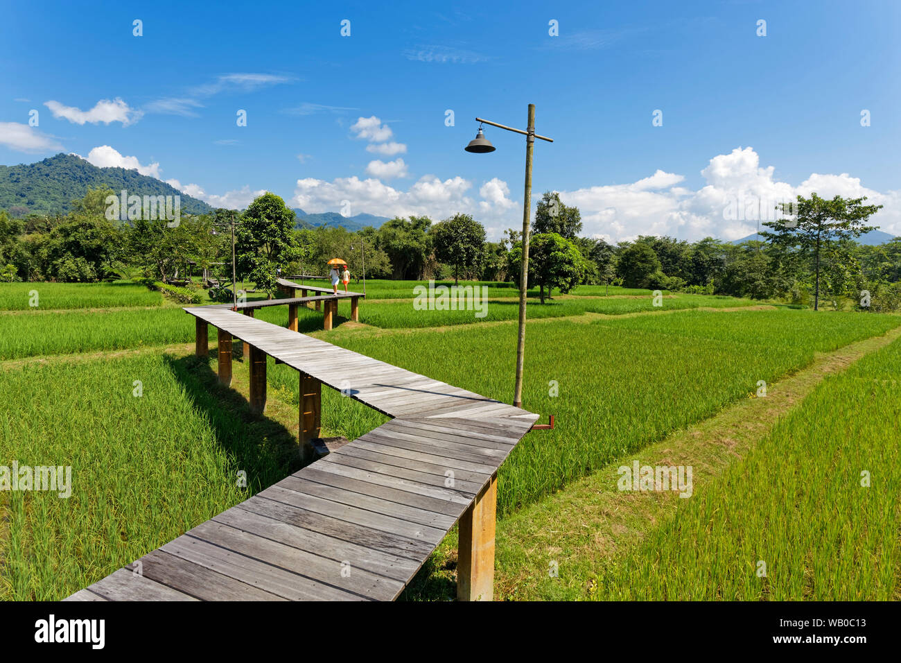 Campo di riso percorso, Chiang Rai, Thailandia Foto Stock