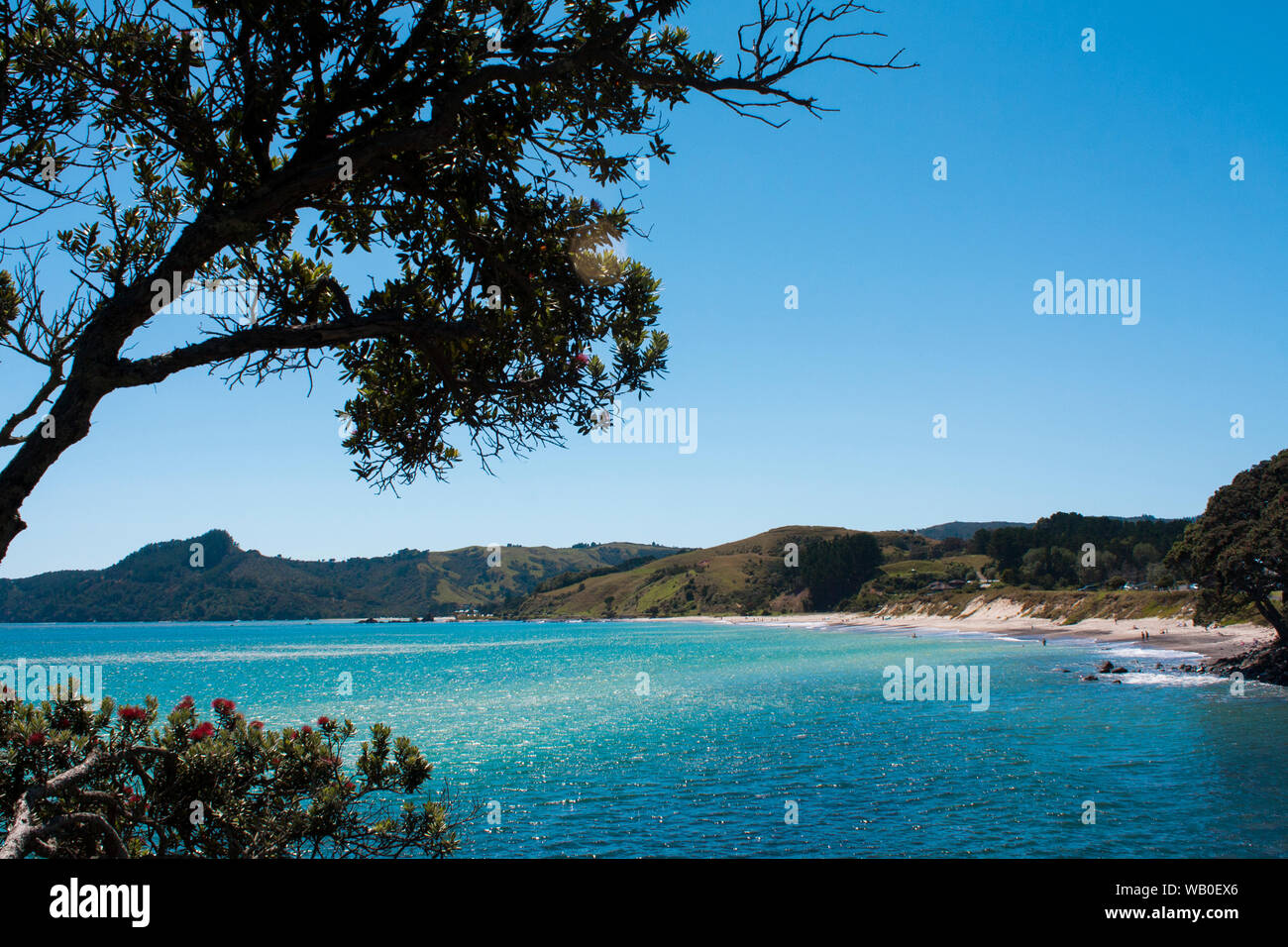 Spiaggia Kuaotunu da nord. Il turchese e il blu acqua, Rocky, ottimo per lo snorkeling. Pohutukawa, NZs albero di natale. Estate scena, bella giornata. Foto Stock