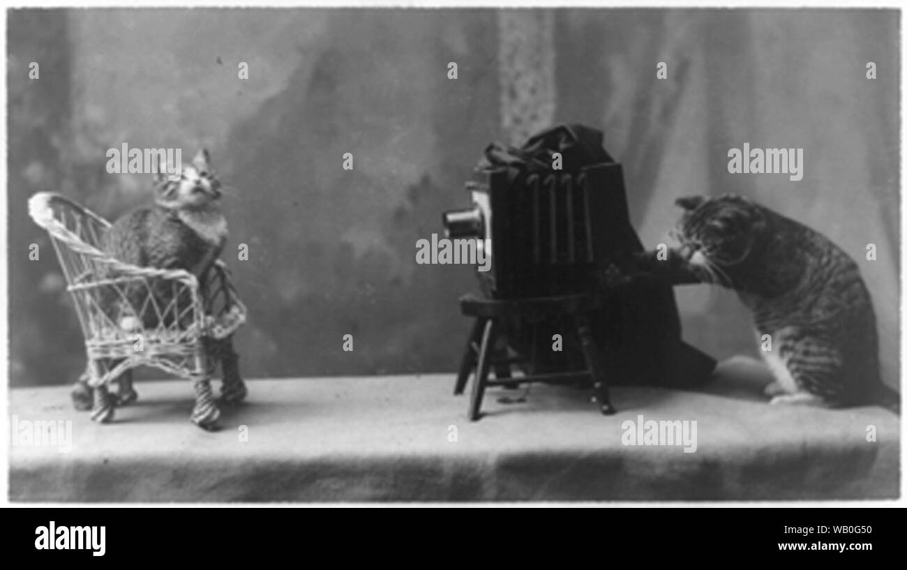 Un gatto fotografo Foto Stock