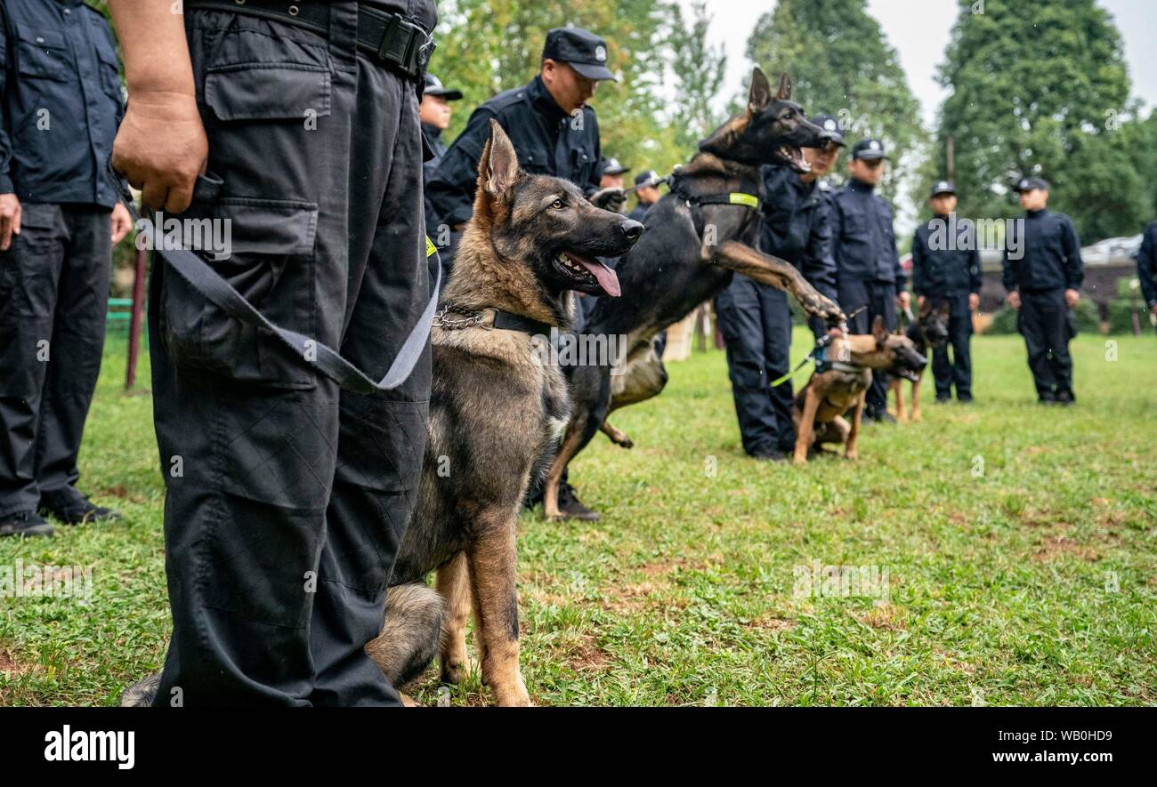 (190823) -- KUNMING, Agosto 23, 2019 (Xinhua) -- la Cina per la prima volta clonato cane poliziotto Kunxun si prepara a prendere un test a Kunming polizia Base del cane di Kunming, a sud-ovest della Cina di Provincia di Yunnan, 22 Agosto, 2019. Della Cina di per la prima volta clonato cane poliziotto Kunxun ha terminato la sua formazione ed è stato ufficialmente accettato come un cane di polizia il giovedì. Lei è stato clonato da un 7-anno-vecchio cane femmina, noto come Huahuangma, che è stato in servizio nella città di Pu'er, Yunnan, da Sinogene, a Pechino-basato azienda biotecnologica. I cani di polizia in servizio in attività reali non sono di solito utilizzati per la riproduzione. Il programma di clonazione consente ricerche Foto Stock