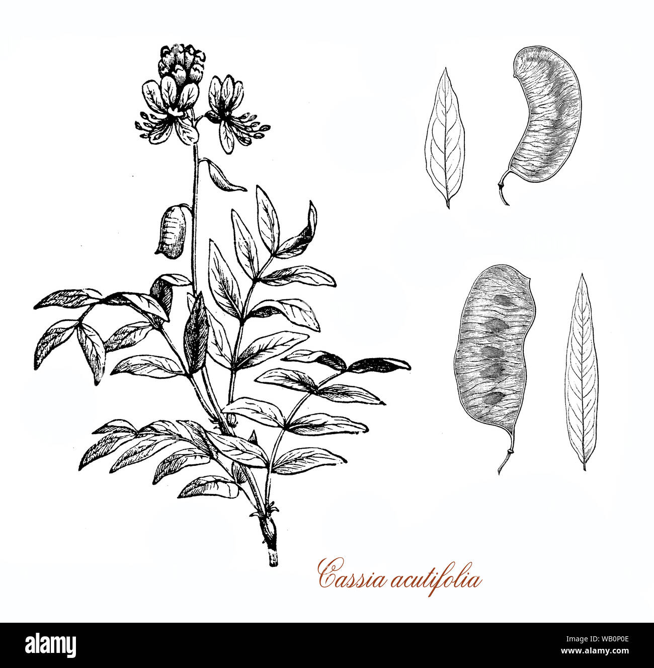 Cassia acutifolia o Senna alessandrina nativa per l'Africa usato in medicina di erbe come lassativo Foto Stock
