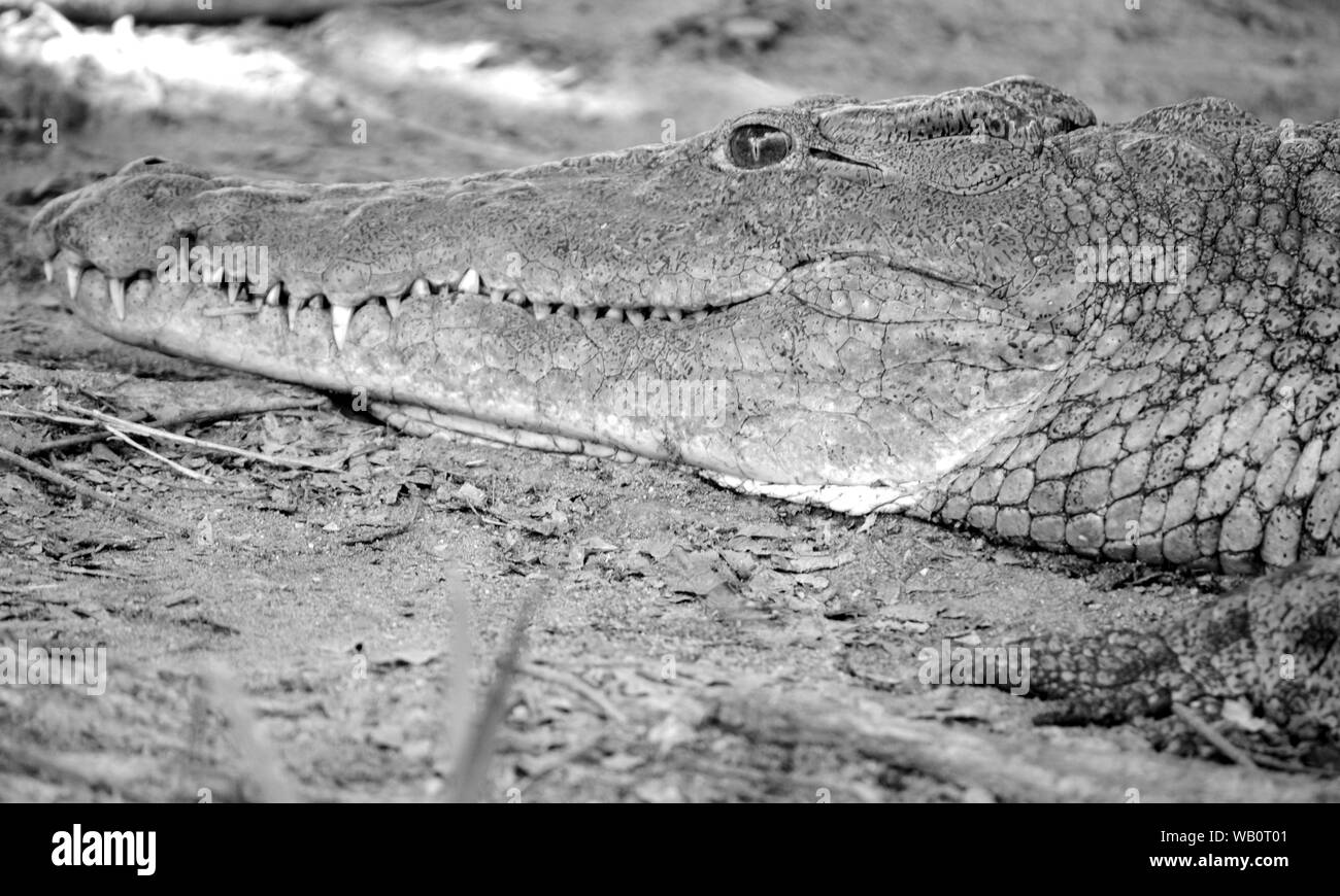 Coccodrillo del Nilo (Crocodylus niloticus) accanto al fiume Shire nel Liwonde National Park, Malawi. Foto Stock