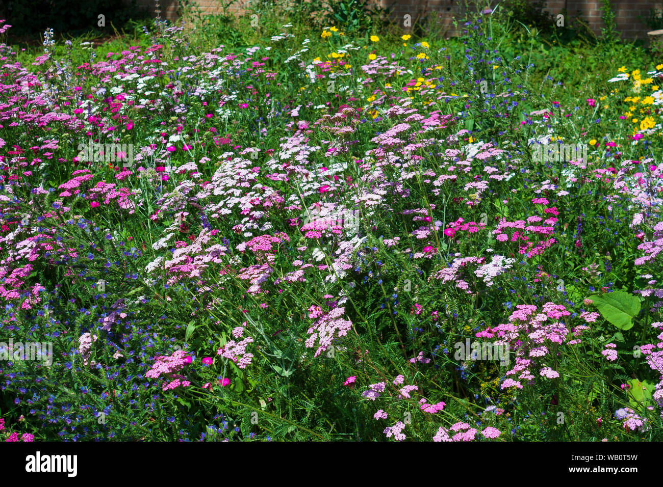 Conserve di fiori selvatici nella zona di St Anne's Park, Clontarf, County Dublin, Irlanda Foto Stock