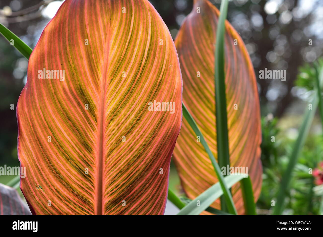 Dettaglio di molto colorato ficus foglie con prevalente di colore arancione e chiaramente visibile e centrale vene laterali. Foto Stock