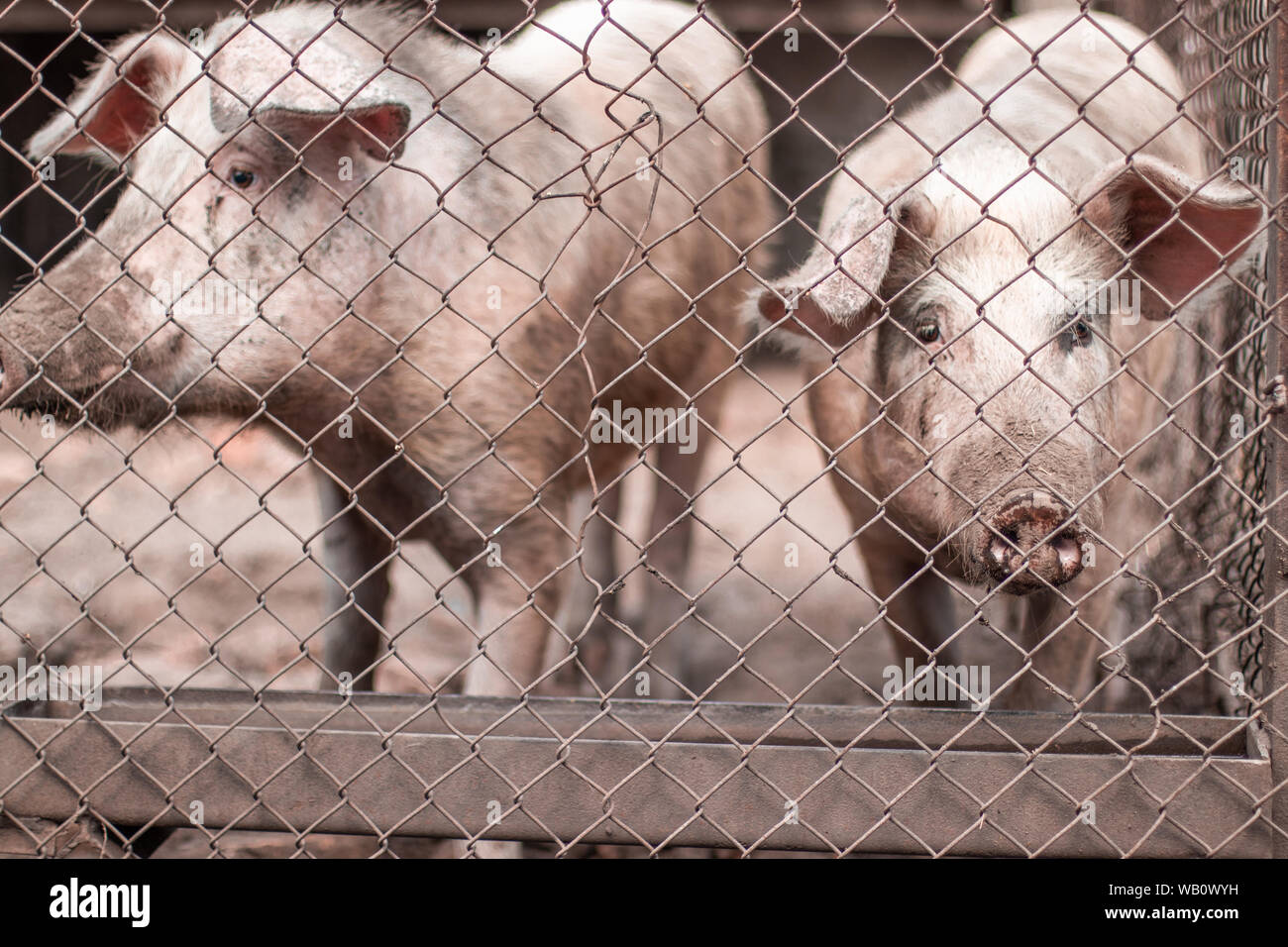 Industria della carne. I suini dell'azienda. Gruppo di mammifero in attesa feed. suina in stallo. Foto Stock