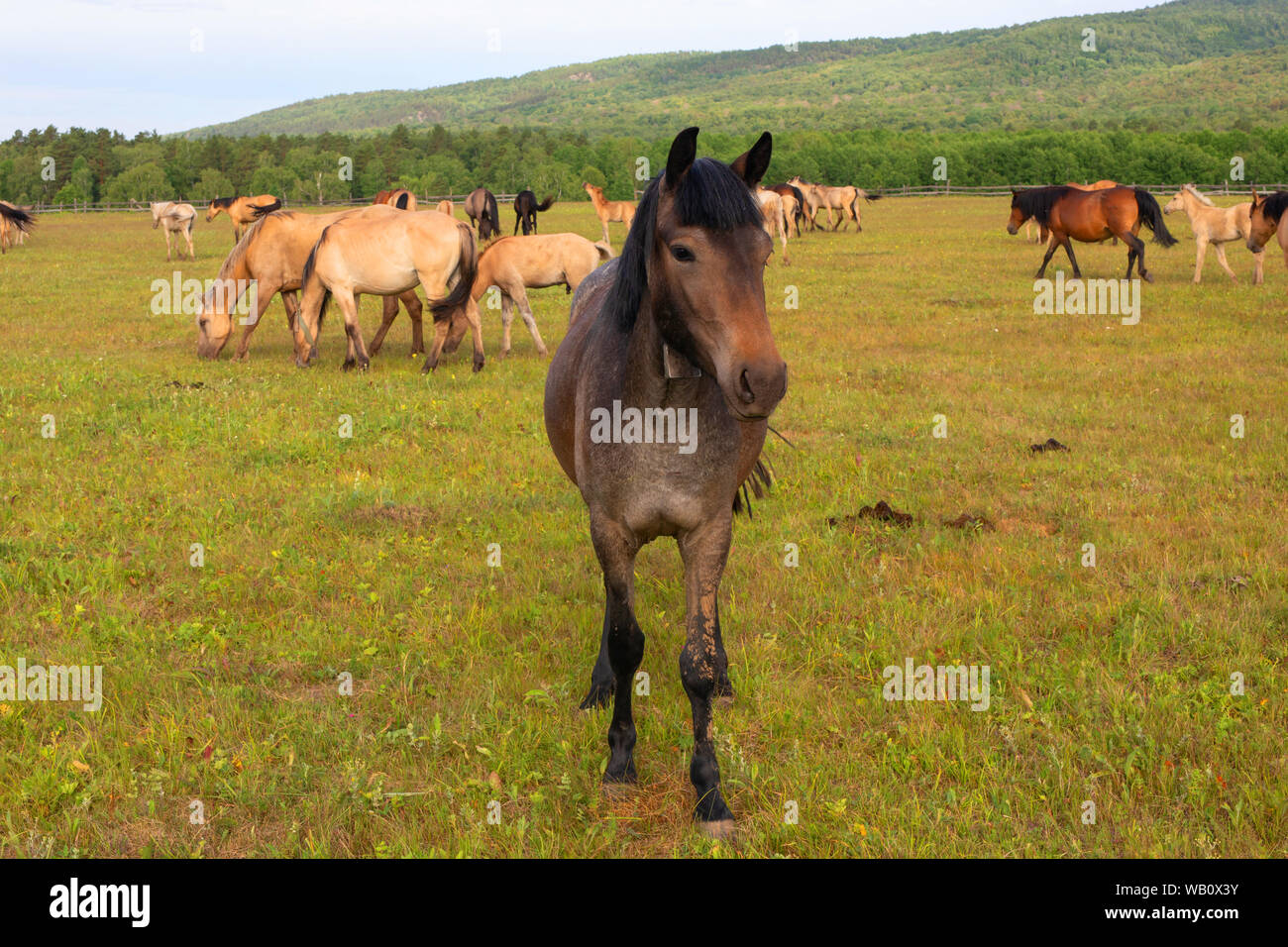 Savrasai cavallo al centro della fotografia sullo sfondo di un pascolo e un allevamento di cavalli. Il Prevalsky lodge Foto Stock