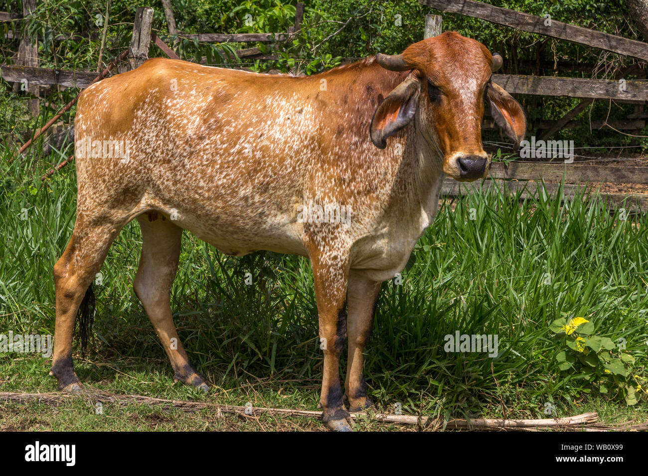 Una mucca in piedi dal lato Foto Stock