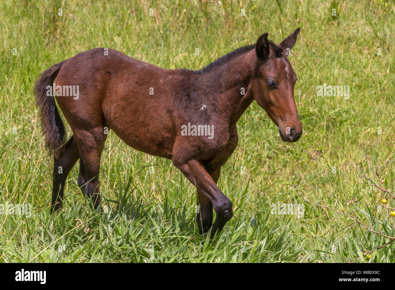 Un cavallo marrone dal lato Foto Stock