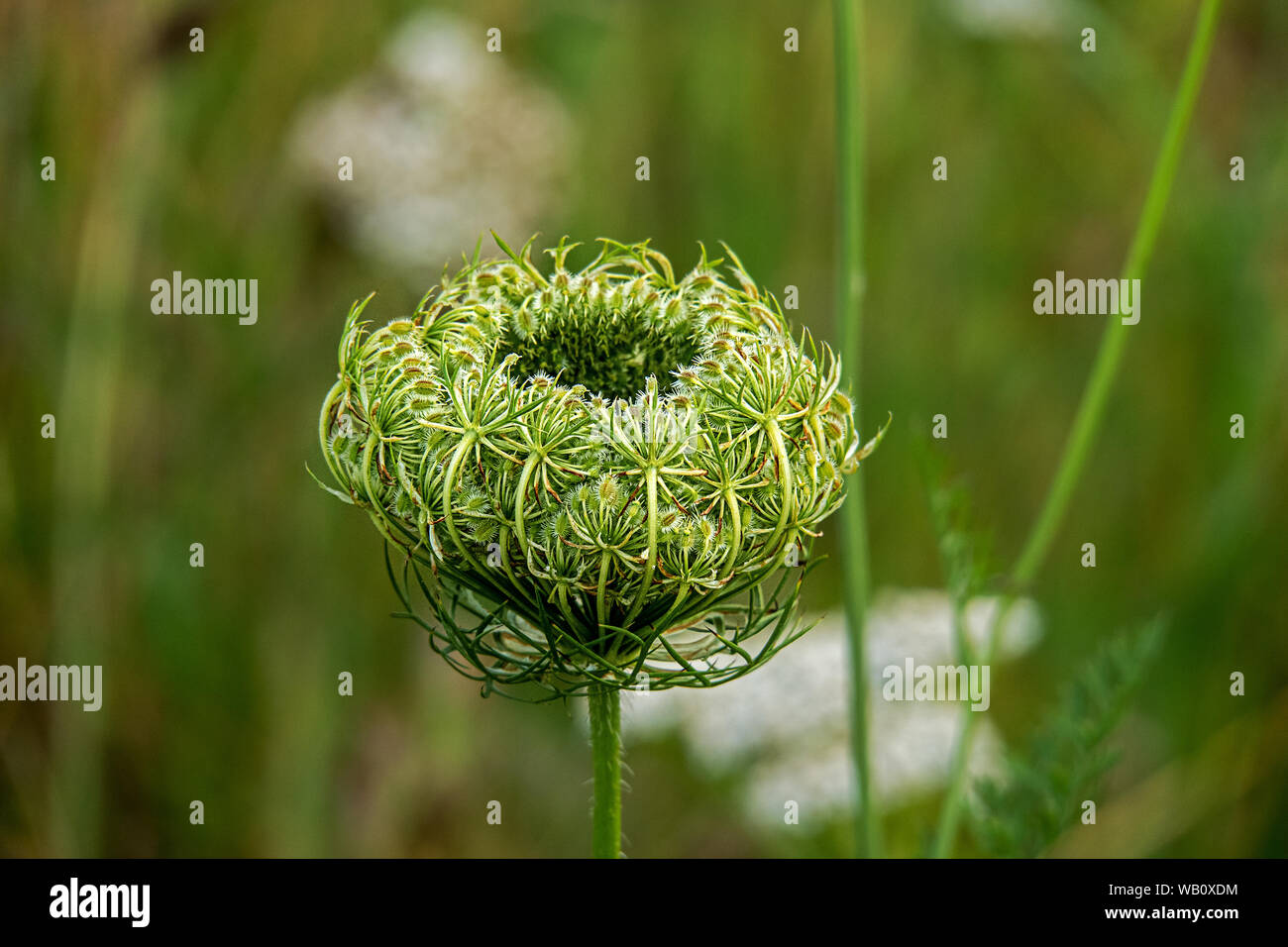 Wild carota, Bird's Nest, vescovo il merletto Foto Stock