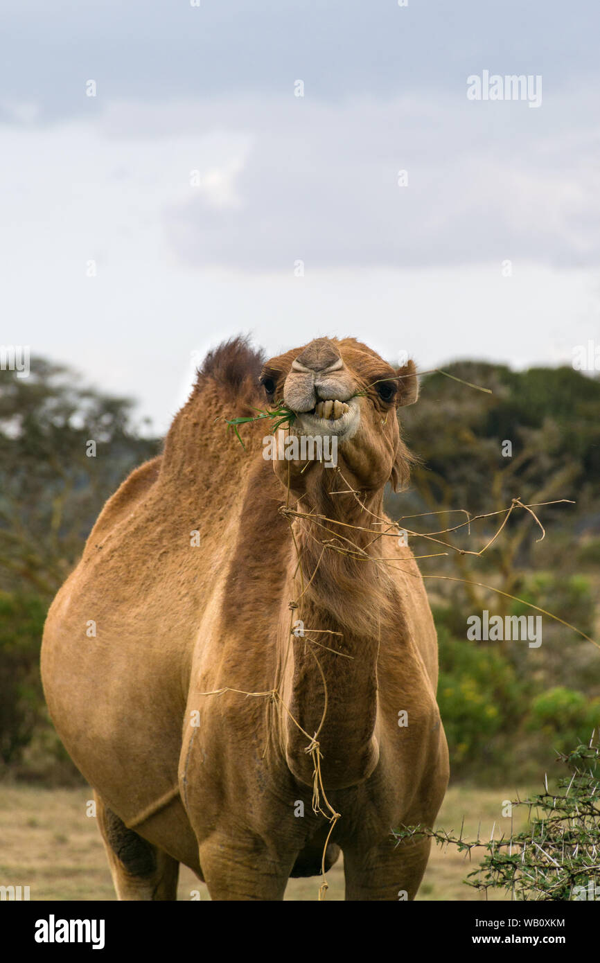 Un solitario camel (Camelus dromedarius) mangiando la vegetazione, a Naivasha, Kenya Foto Stock