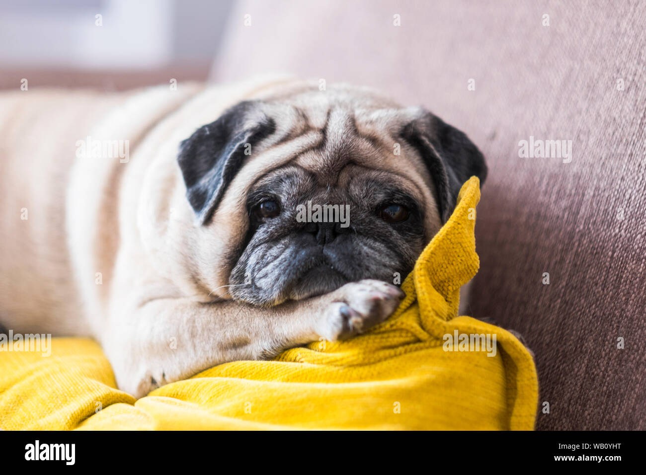 Bella pug guardando la telecamera sdraiato sul divano dormire a sé stante ed isolato - cane bianco e animale canino felice e curiosed Foto Stock