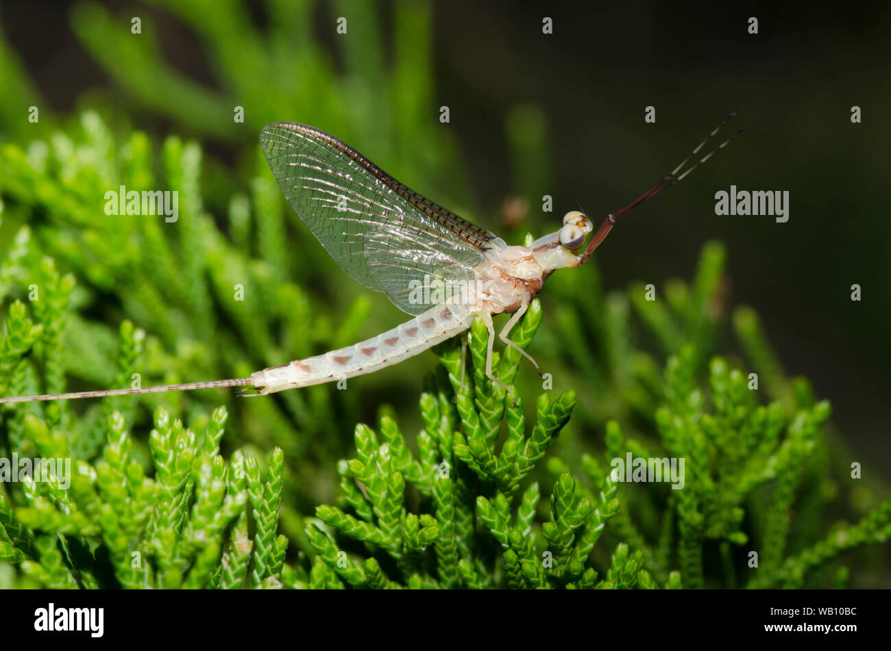 Burrower comune Mayfly, Hexagenia sp., maschio imago Foto Stock