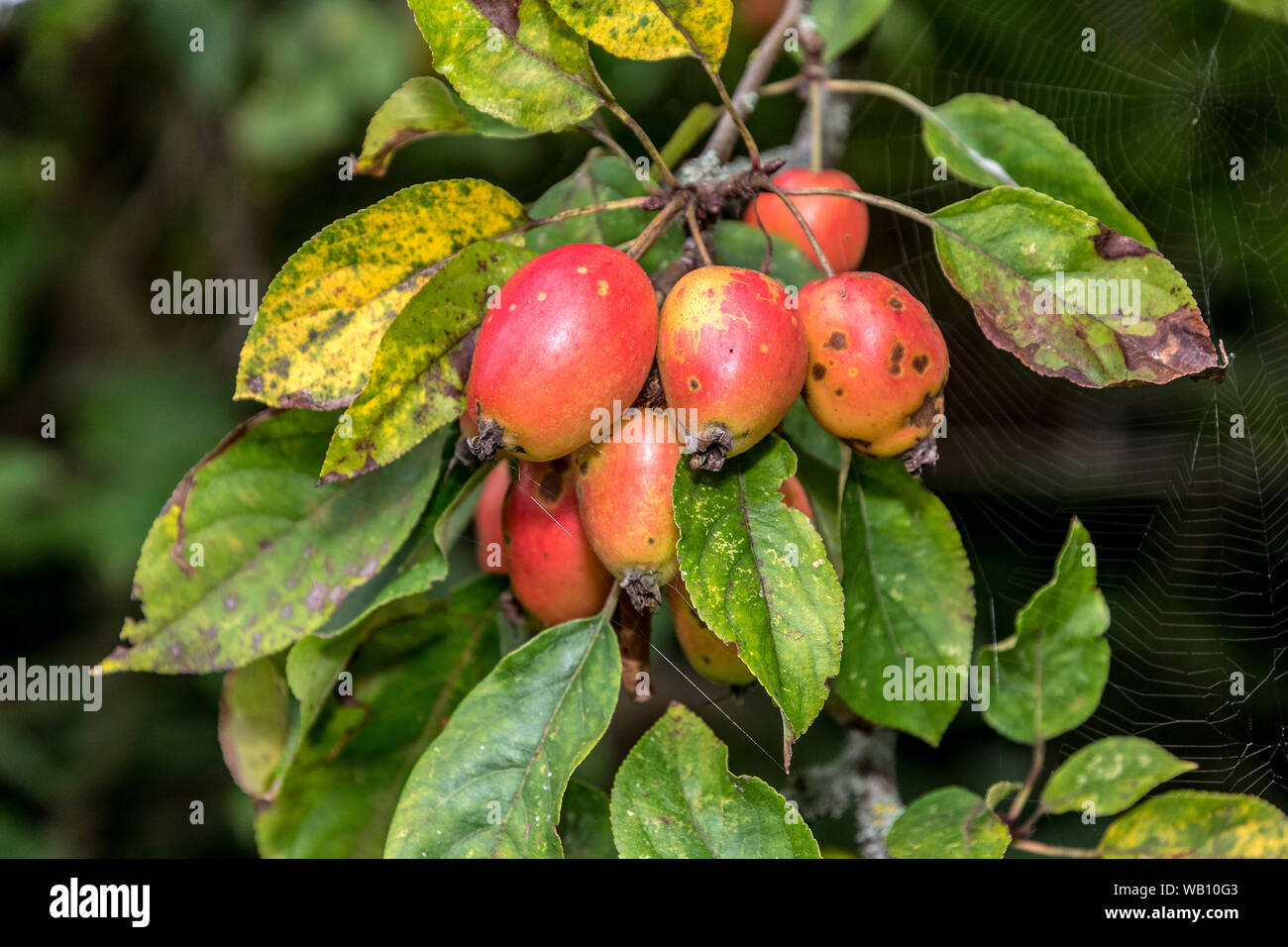 Crab Apple frutti appesi al ramo dell'albero. Foto Stock