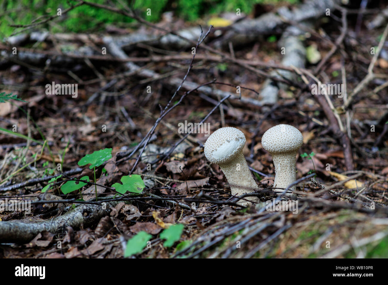 Bianco di funghi commestibili Lycoperdon perlatum nella foresta. Comunemente noto come comuni puffball, warted puffball, i gem-puffball chiodati, o del diavolo snuf Foto Stock