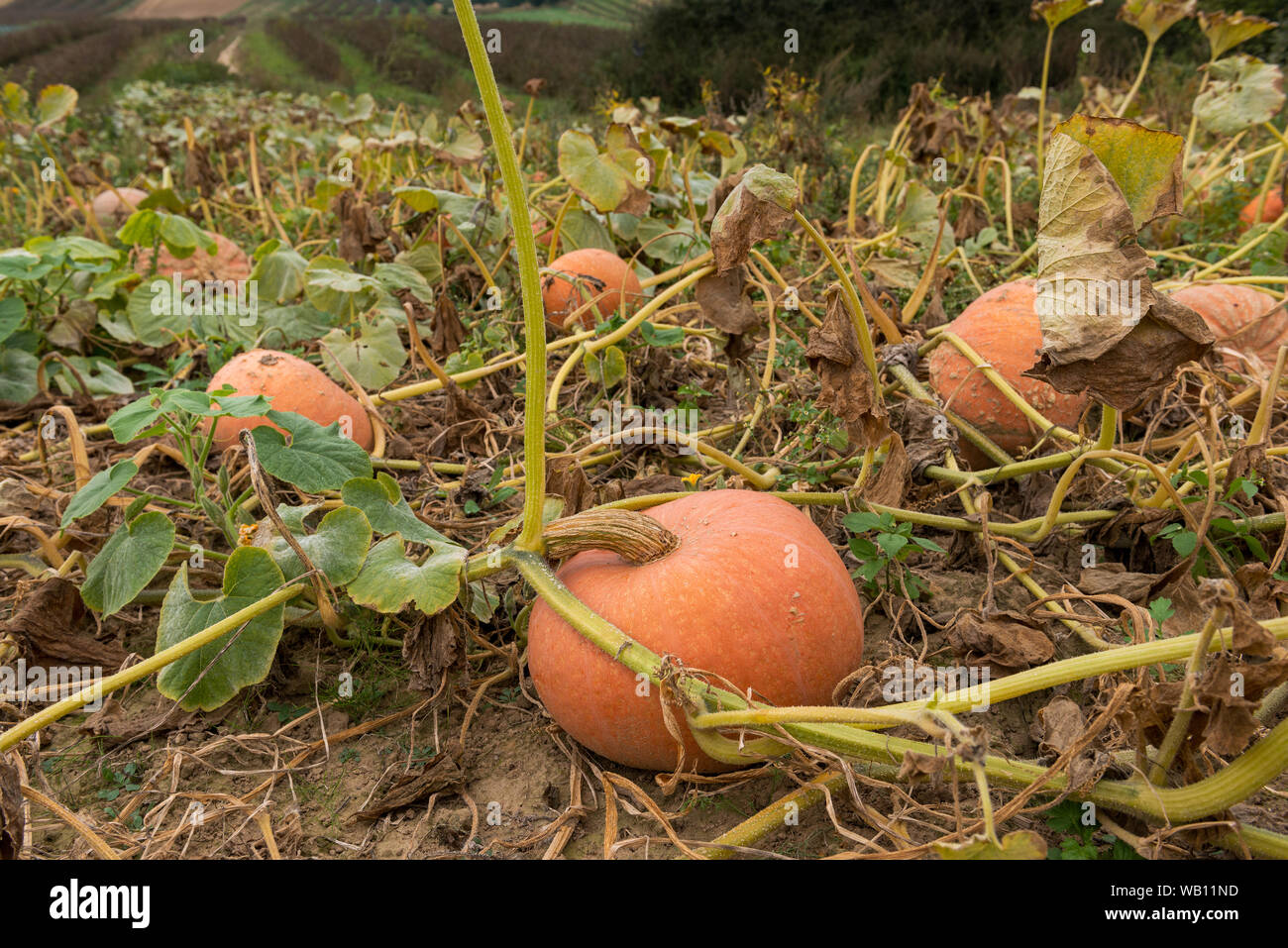 Impianto di zucca. Zucche mature vicino al tempo del raccolto in crescita sulla pianta di zucca. Foto Stock