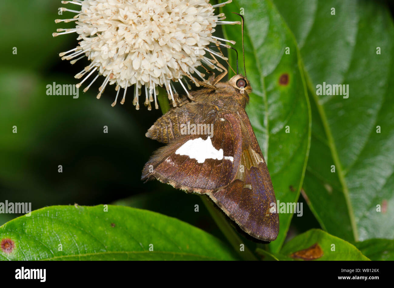 Argento-spotted Skipper, Epargyreus clarus, nectaring da buttonbush, Cephalanthus occidentalis Foto Stock