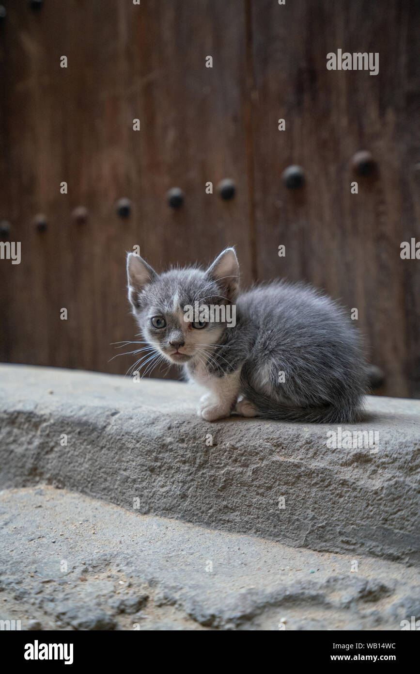 Grigio e bianco gattino randagio seduto su un marciapiede e guardando la telecamera Foto Stock
