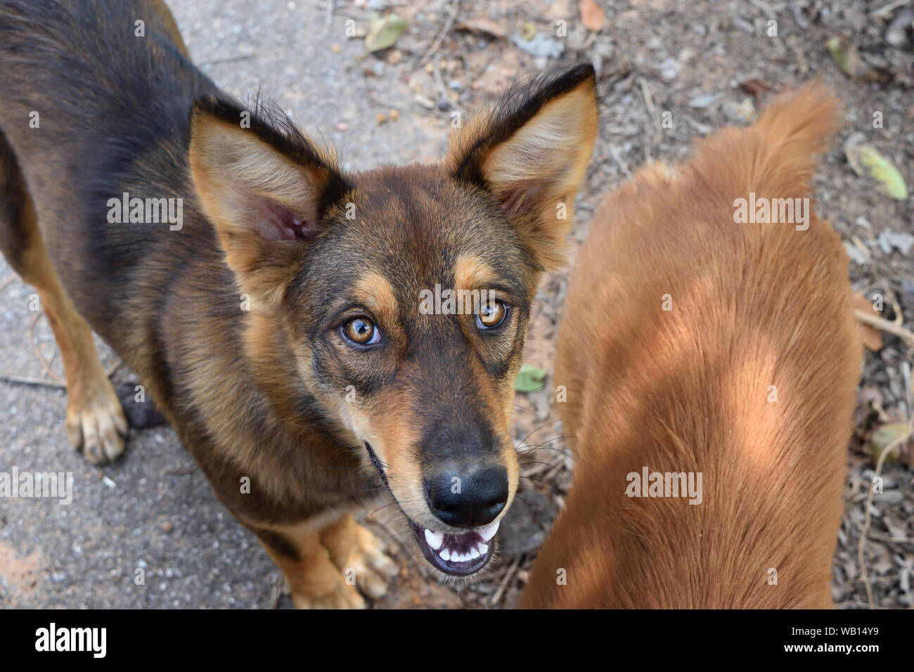 La faccia felice di un cane con discesa dal lupo , luminoso schema colore fur su entrambi gli occhi , animali selvatici diventano animali domestici , della Thailandia Foto Stock
