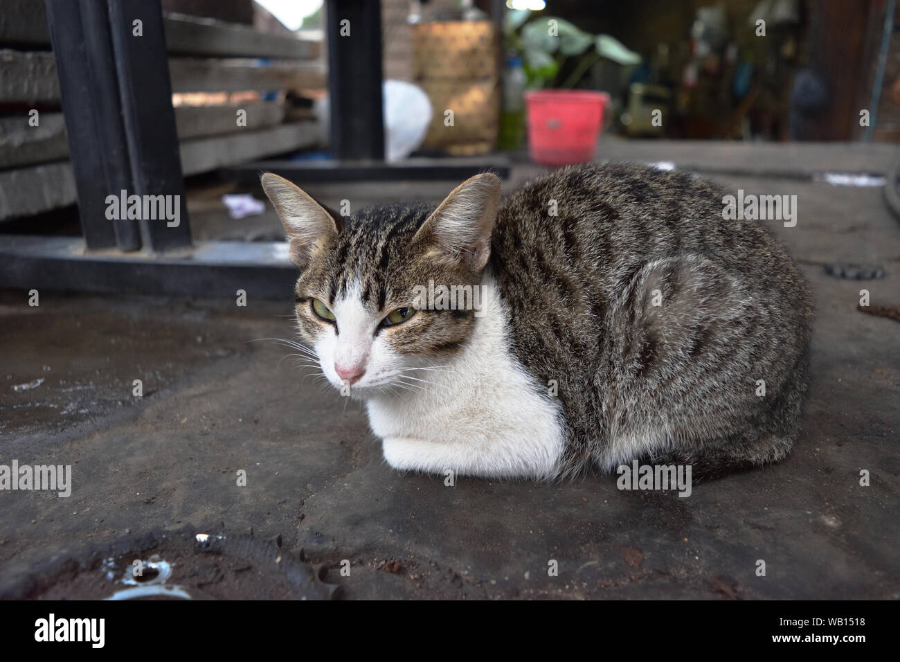 Grigio tabby cat seduto sul pavimento in calcestruzzo Foto Stock