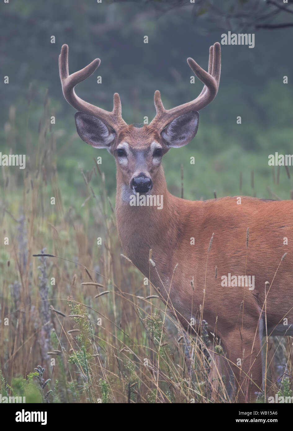 Capriolo dalla coda bianca (Odocoileus virginianus) con antlers di velluto alla luce del mattino presto in estate In Canada Foto Stock