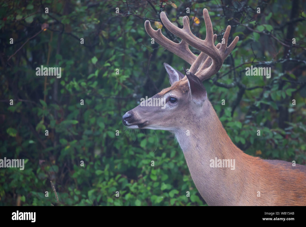 Capriolo dalla coda bianca (Odocoileus virginianus) con antlers di velluto alla luce del mattino presto in estate In Canada Foto Stock