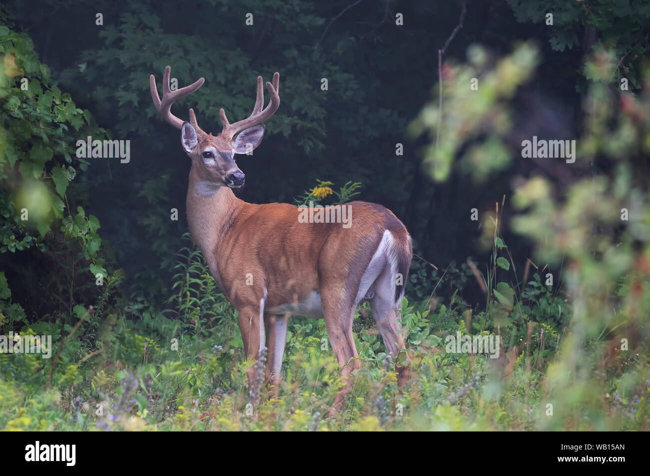 Capriolo dalla coda bianca (Odocoileus virginianus) con antlers di velluto alla luce del mattino presto in estate In Canada Foto Stock