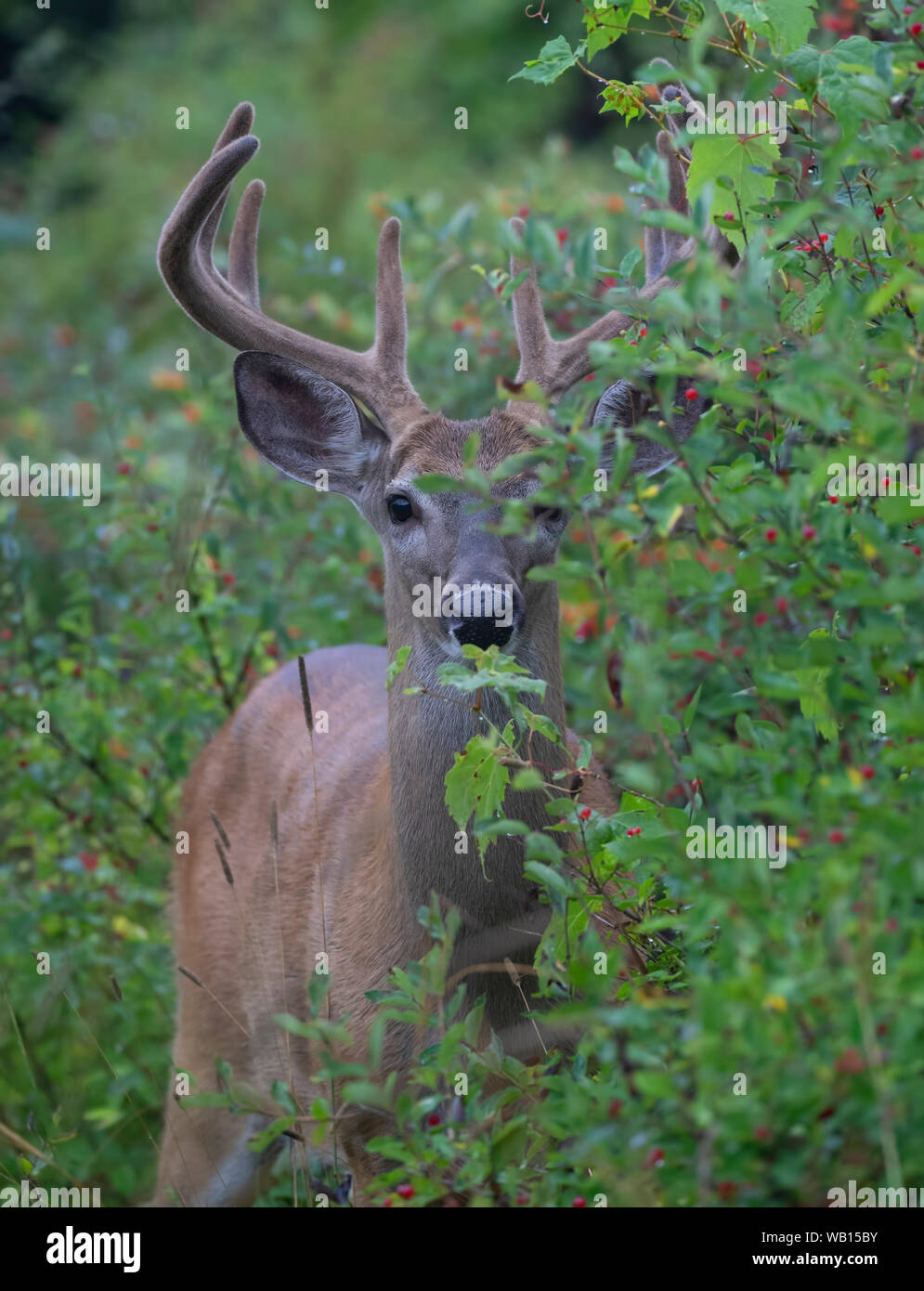 Capriolo dalla coda bianca (Odocoileus virginianus) con antlers di velluto alla luce del mattino presto in estate In Canada Foto Stock