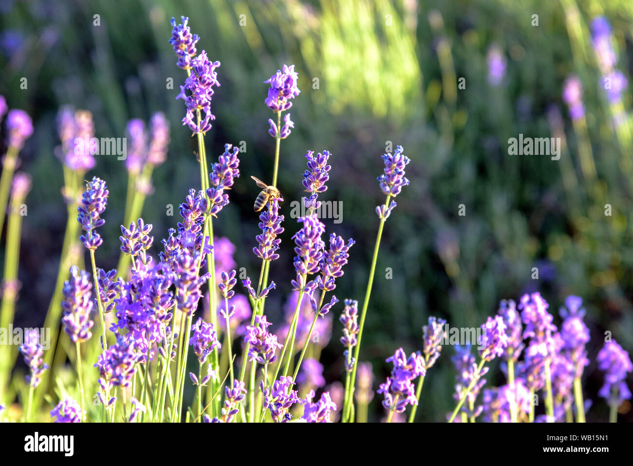 Un'ape in un campo di lavanda in Tihany, Ungheria a ora d'oro Foto Stock