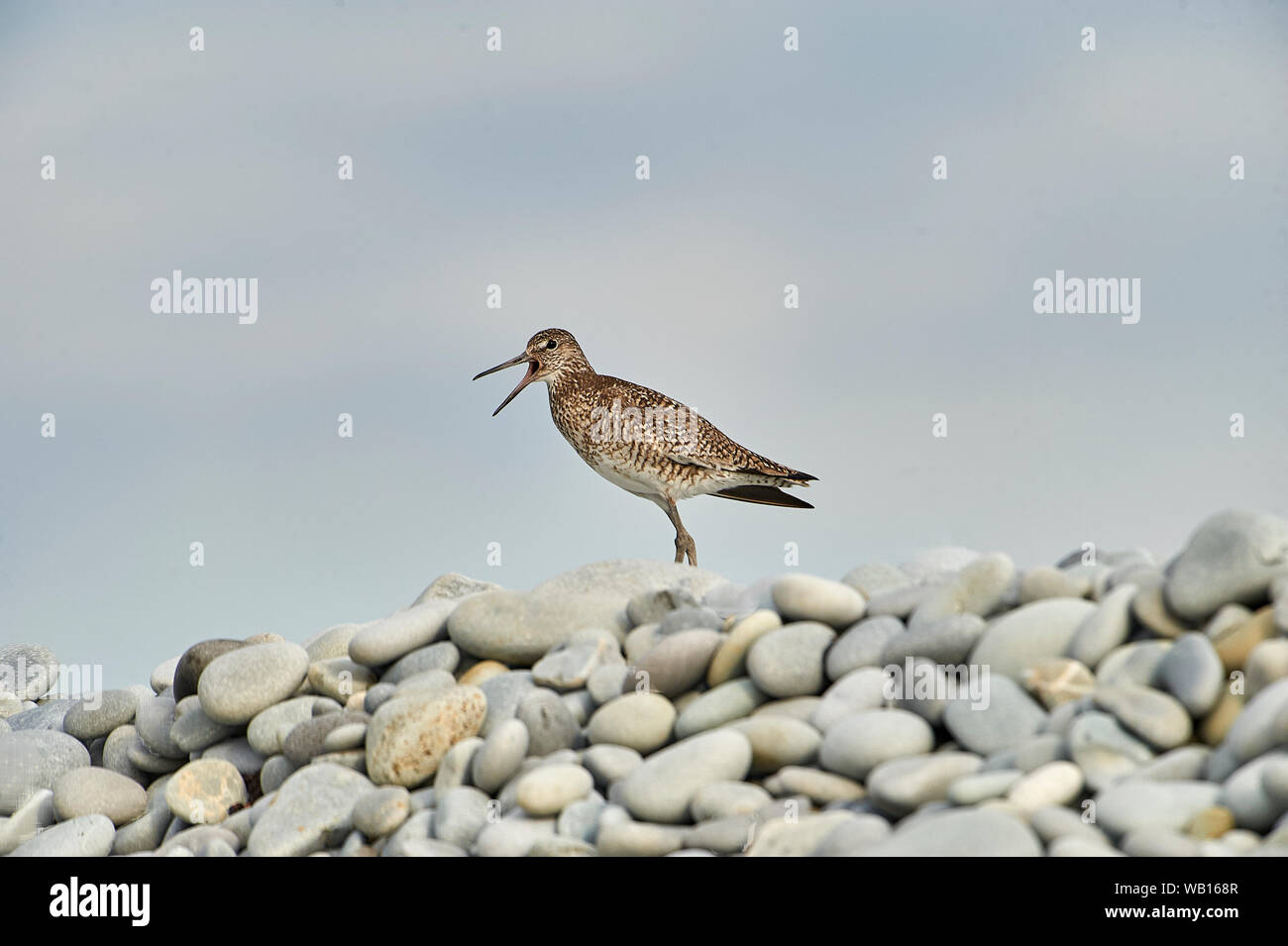 Willet (Catoptrophorus semipalmatus) arroccato su ciottoli, Cherry Beach, Nova Scotia, Canada Foto Stock