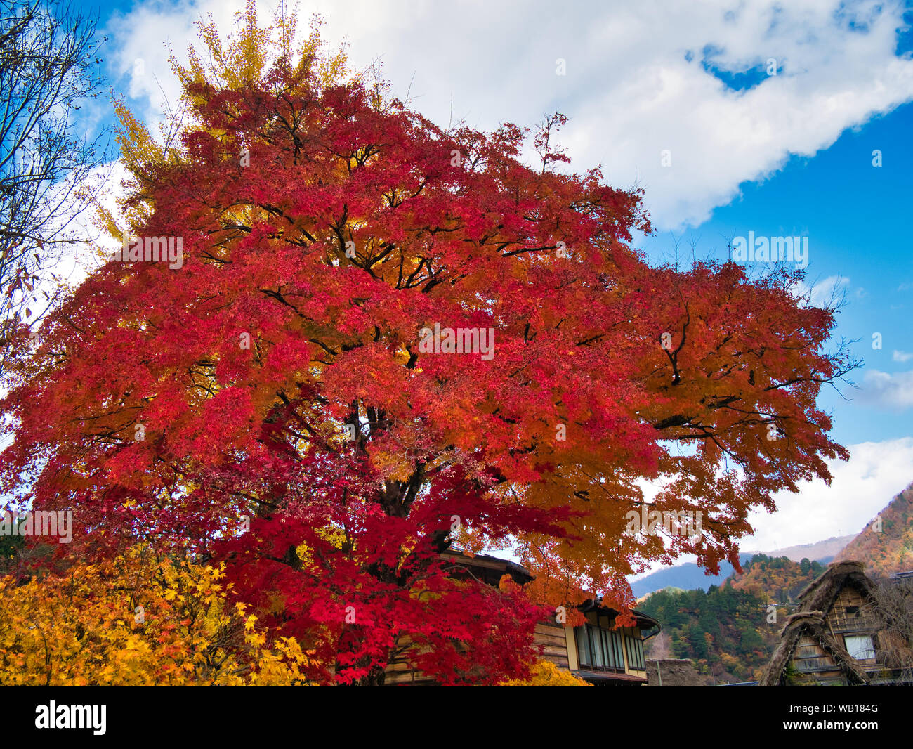 Un colorato acero in Giappone in autunno Foto Stock