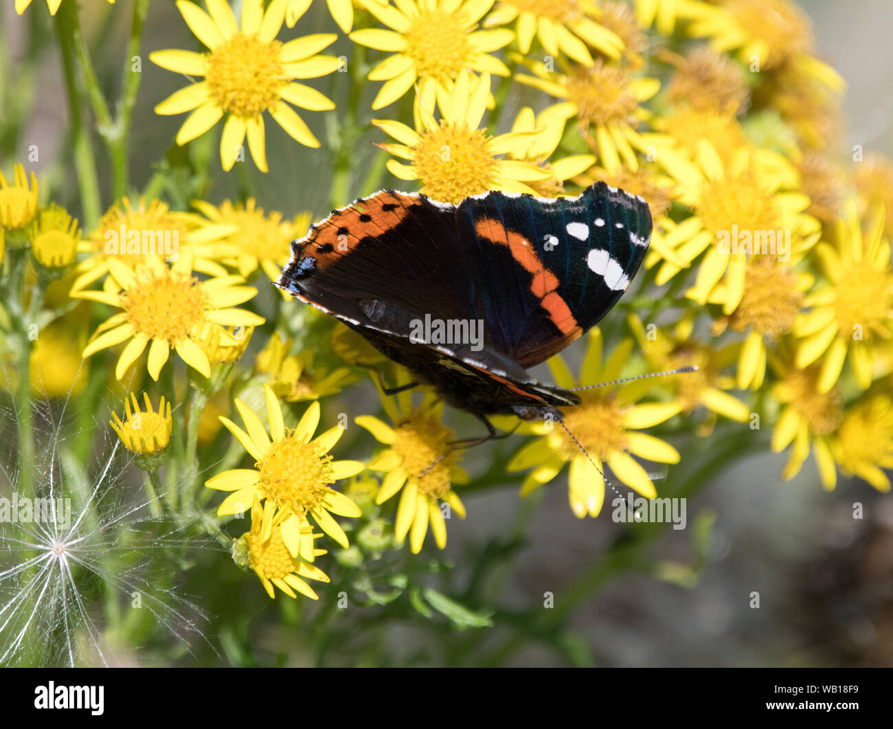 Red Admiral (Vanessa Atalanta) Foto Stock
