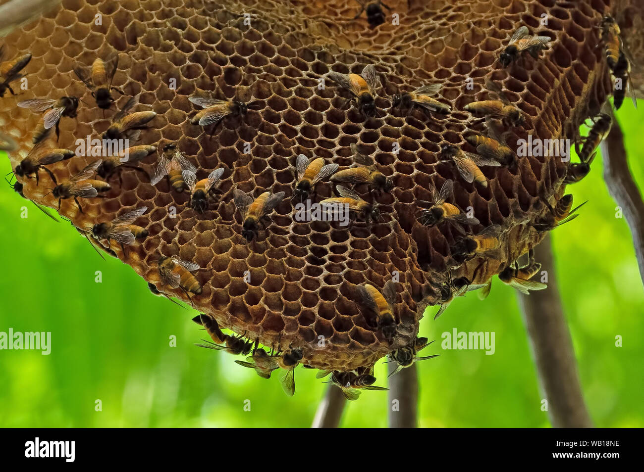 Primo piano grande arnia gigante di miele api su un ramo, il Fuoco selettivo Foto Stock