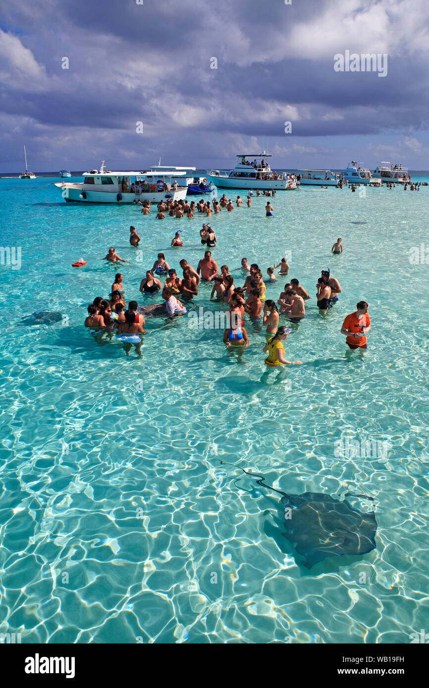 Il turista a godere di una giornata fuori con i trigoni a Stingray City in Isole Cayman Foto Stock