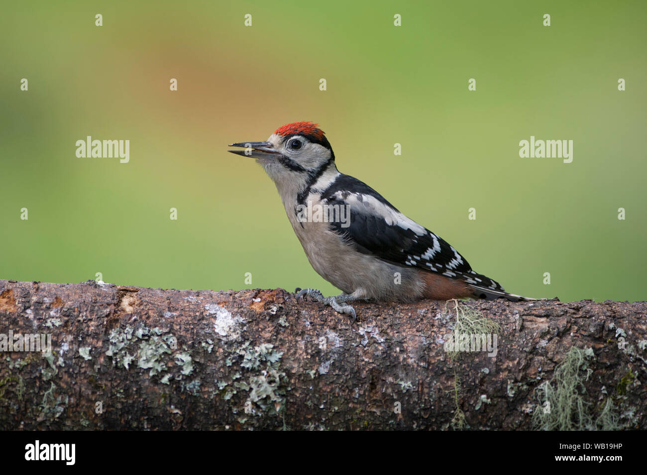 Picchio rosso maggiore appollaiate sul tronco di albero Foto Stock