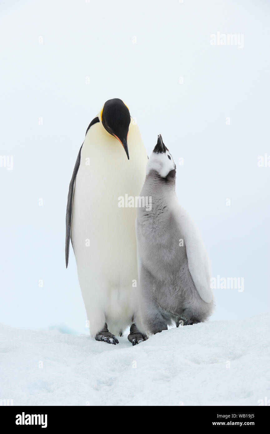 L'Antartide, Penisola Antartica, Snow Hill Island, adulti e pulcino pinguino imperatore Foto Stock