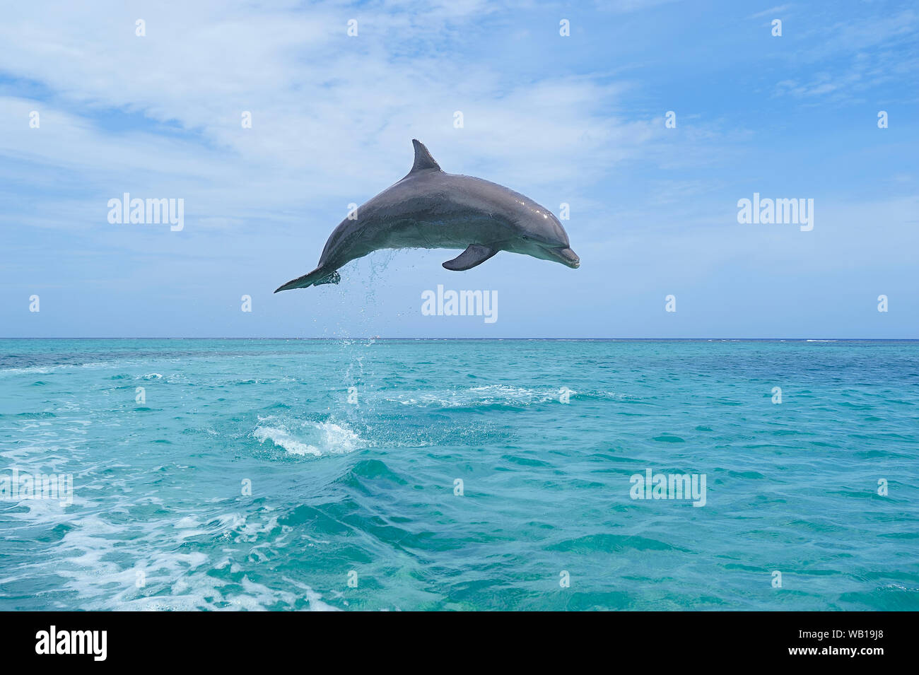 Honduras, Roatan, bottlenose dolphin il salto in aria Foto Stock