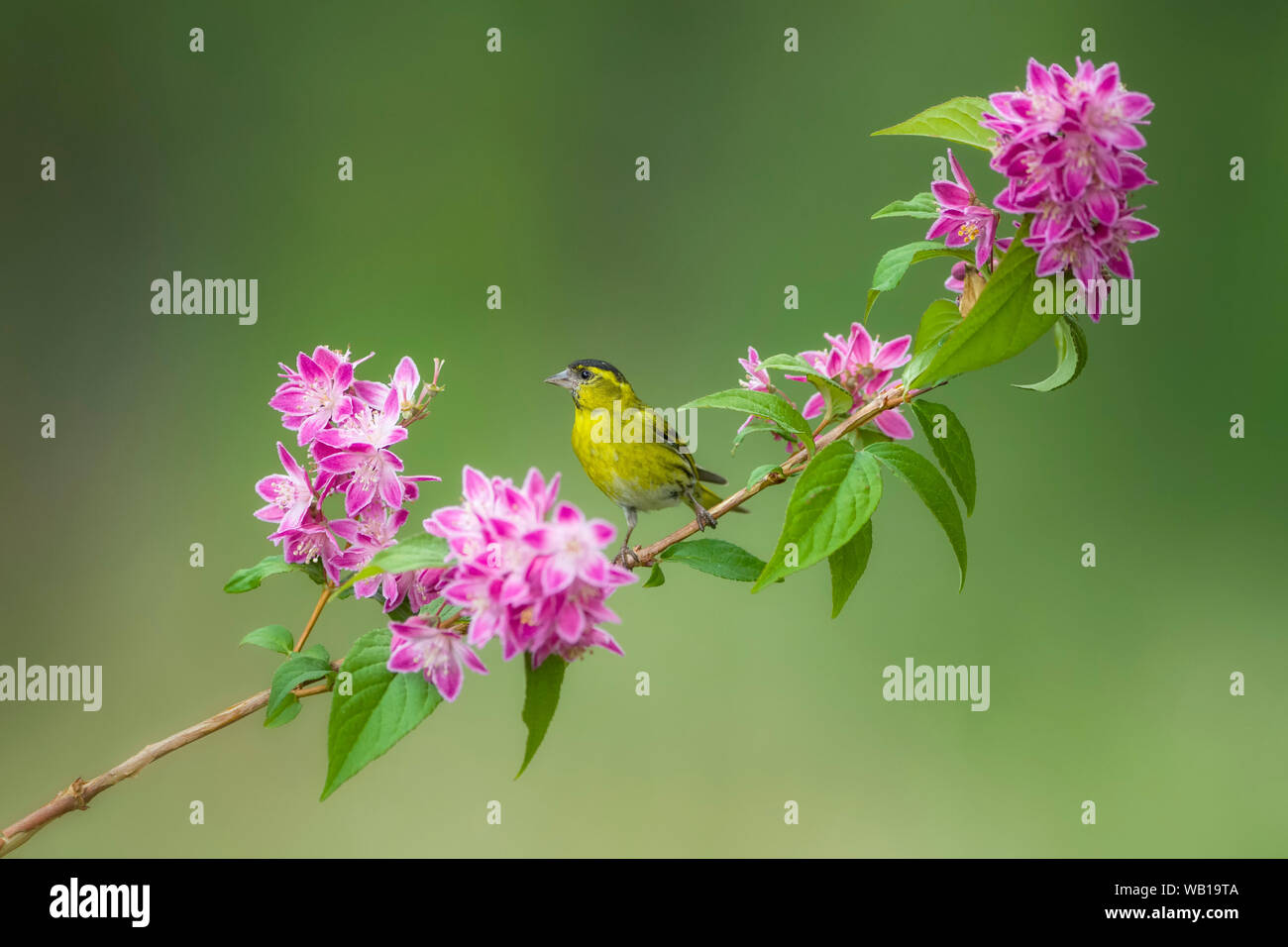 Eurasian lucherino sul ramoscello di fioritura Foto Stock