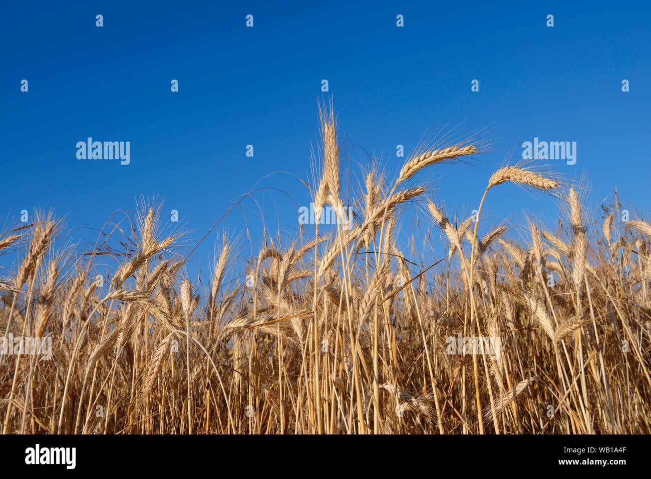 Germania, campo di segale contro il cielo blu Foto Stock