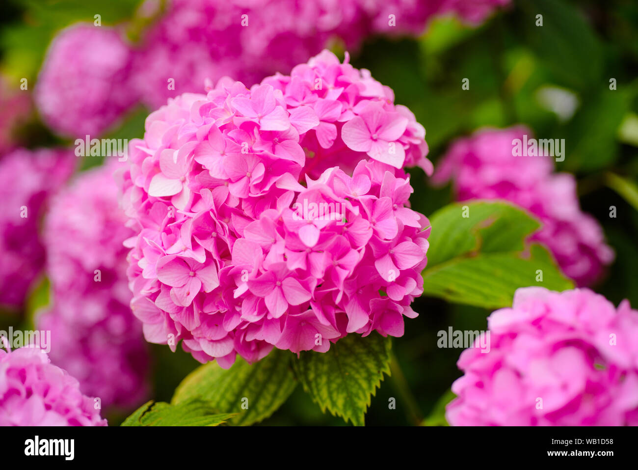 Mantenendo il vostro giardino fioritura. Hydrangea blossom sulla giornata di sole. Fioritura hortensia impianto. Fioritura fiori nel giardino estivo. Rosa ortensie in piena b Foto Stock