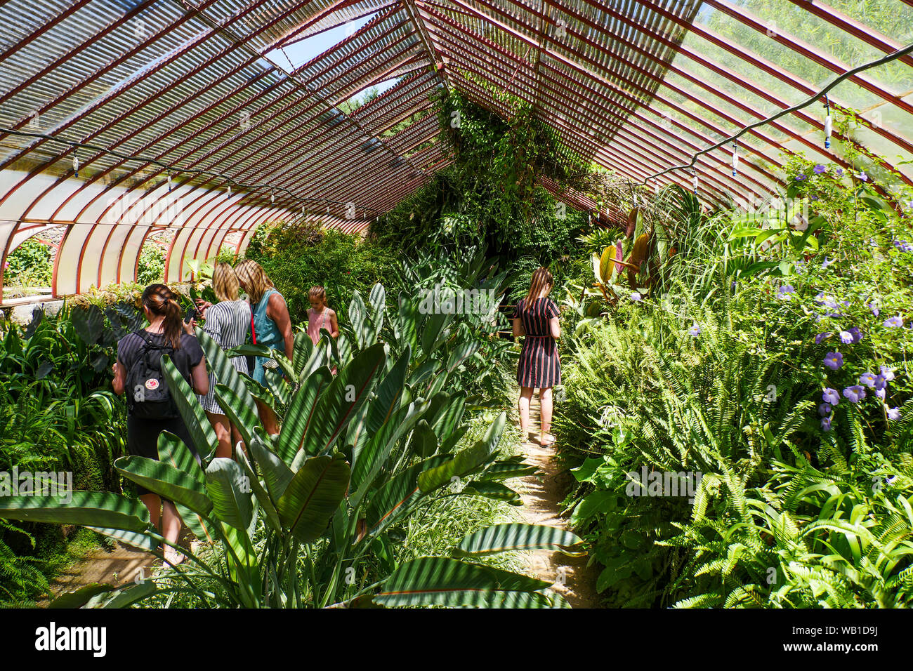 Serra, La Bambouseraie - Bamboo Park, Prafrance, Anduze, Gard, Francia Foto Stock