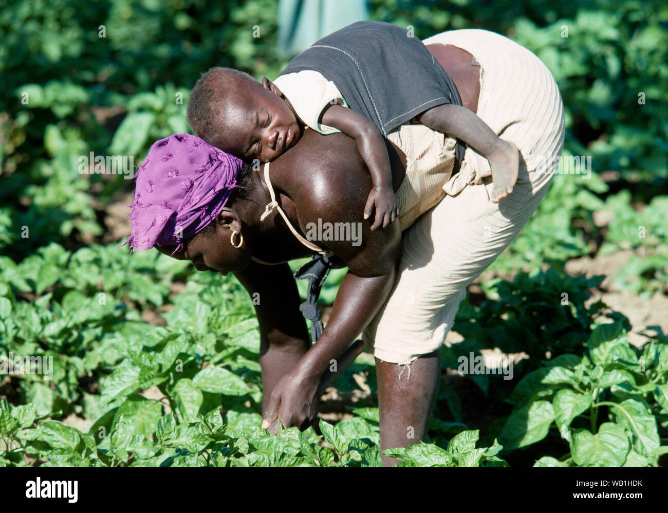 Donna con bambino sulla schiena la piegatura verso il basso mentre tendendo agricoltura plot. Villaggio donna zappando tra piante di pepe. La Gambia, Africa occidentale.​ Foto Stock