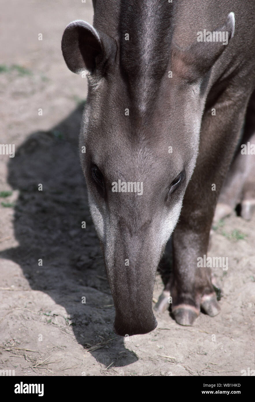 Brasiliano, il tapiro (Tapirus terrestris). Vista dorsale della testa e pendolari muso mobile dettaglio. Foto Stock