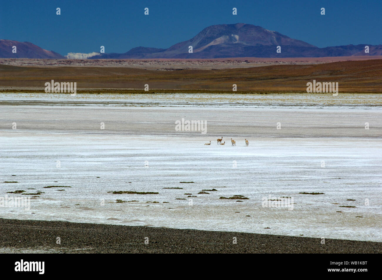 Vicuna a Saline, Salar de Jama, a Paso Jama, Jujuy, Argentina, Sud America, 30077944 Foto Stock