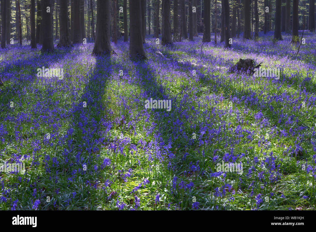 L'Europa, Europeo, Belgio, Halle, Hallerbos foresta, prato con Blue Bells in foresta, 30078063 Foto Stock