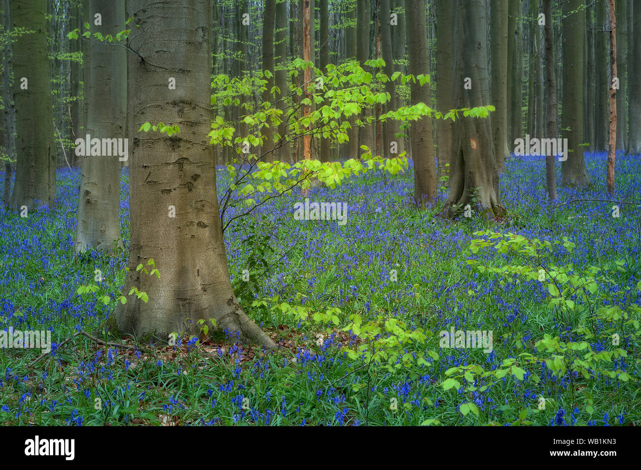 L'Europa, Europeo, Belgio, Halle, Hallerbos foresta, Blue Bells bloom, 30078131 Foto Stock
